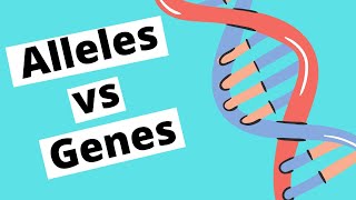 Alleles vs Genes  Genetics [upl. by Kylah39]