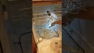 Cleaning a dishwasher drain and hoses [upl. by Eynobe]