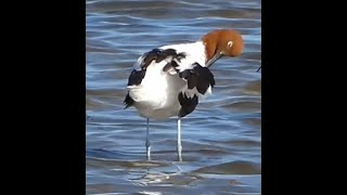 Avocets at laverton Creek October 2024 [upl. by Matheny803]