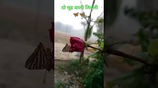 youtubeDo मुह wali Titli 🦋🦋 [upl. by Yllier]