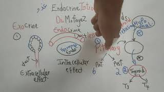 Endocrine Introduction Part 1 Endocrine Physiology Dr Mohamed Fayez [upl. by Marie-Jeanne]