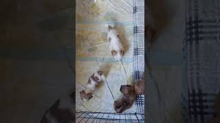 Lhasa Apso puppies start potty training [upl. by Guria]