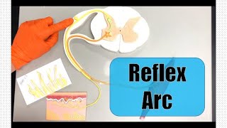 The Basic Parts of the Reflex Arc [upl. by Mora]