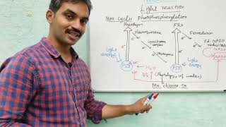 Light reaction  Cyclic and Non cyclic photophosphorylation  Hills reaction [upl. by Anasor]