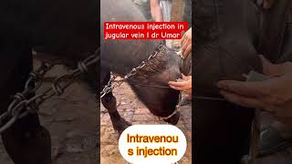 Intravenous injection in jugular vein l dr Umar khan [upl. by Llewkcor556]