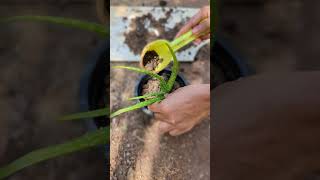 Repotting Aloe vera 🪴 natureinlifes [upl. by Florine]