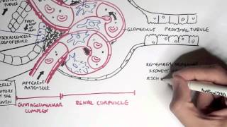 Nephrology  Kidney Physiology Overview [upl. by Wattenberg]