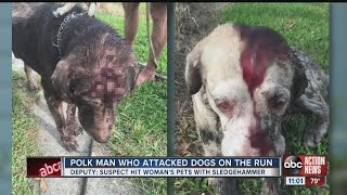 Dogs beaten with sledgehammer [upl. by Branham]