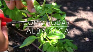 Como Podar Albahaca [upl. by Annekahs]