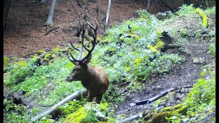 Jelenia ruja na fotopasci  RED DEER RUT  trailcamera [upl. by Jeffy]