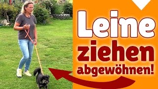 ►► Leine ziehen ✔ Kleinen Hunden das Leine Ziehen abgewöhnen ✔✔ [upl. by Notirb]