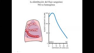 Fisiología Respiratoria [upl. by Assennej]