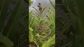 Finches nest in the grass [upl. by Akimak346]