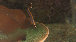 Bluestripe Pipefish Doryrhamphus excisus  Indische BlaustreifenSeenadel [upl. by Faux]