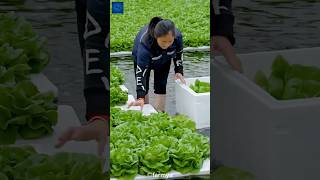 মাটি ছাড়াই ফসল উৎপাদন করা কি সম্ভব😱 Hydroponic Harvesting System [upl. by Atir]