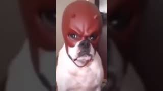 Dog with daredevil mask meme [upl. by Freemon]