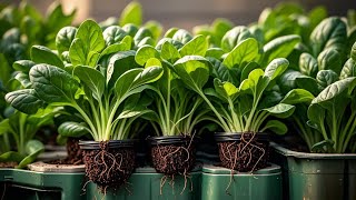 Useful Gardening Tips Vegetables on Balcony and Rooftops for Beginners [upl. by Shira]