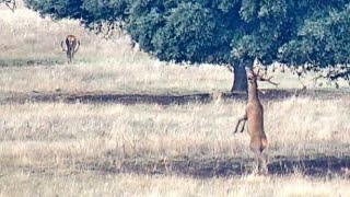 Primillar y la raña  🔴DIRECTO Parque Nacional de Cabañeros [upl. by Einahpetse]