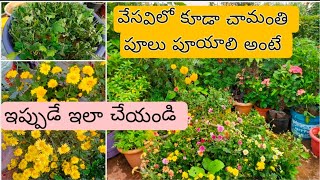 chamanthi plant summer care in telugu  chamanthi plant care  chrysanthemum [upl. by Joed]