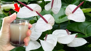 1 Cup A Week Anthurium Without Flowers Suddenly Blooms Like Crazy [upl. by Terraj]