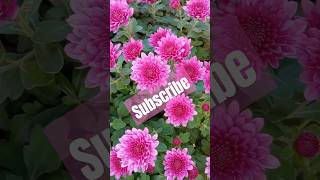 20 oktyabr 2024chrysanthemautumnmyflower shortvideo [upl. by Richardo486]