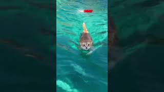 Fearless Cat Jumps Off Rock and Goes Swimming Daredevil Cat Jumps Into Water Like a Pro [upl. by Ardnikal]