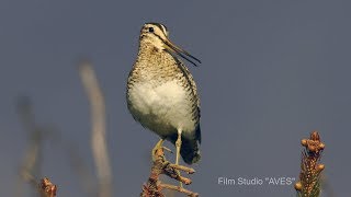 Бекас японский Песня Lathams snipe Заповедник quotКурильскийquot  Film Studio Aves [upl. by Assilam5]