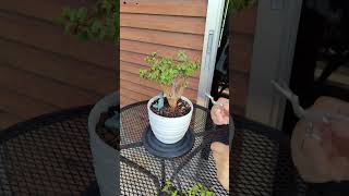 Shaping My Portulacaria Afra with Pruning PortulacariaAfra bonsai pruning plantshaping [upl. by Gladi]