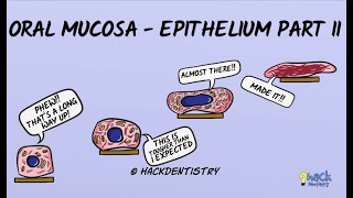 Oral Mucosa  Keratinized and Nonkeratinized epithelium [upl. by Khan659]