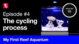 My First Reef Aquarium episode 4  The cycling process [upl. by Atnim42]