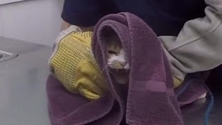 VET VISIT GONE WRONG Cat Attacks Veterinarian RAW UNCUT FOOTAGE [upl. by Naitsabas528]