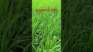 Syngenta S 4003 farming [upl. by Jerroll]