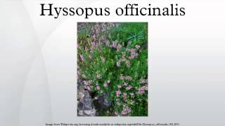 Hyssopus officinalis [upl. by Llaccm]