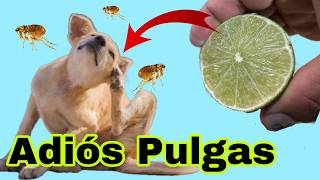 Como Eliminar Pulgas y Garrapatas Utilizando Limón [upl. by Rhyner]