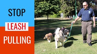 How to train a dog to walk on a leash without pulling [upl. by Allez]