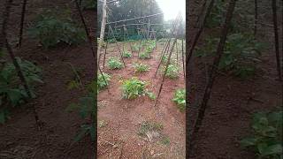 How to Grow Beans [upl. by Yasui]