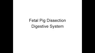 Fetal Pig Dissection  digestive system [upl. by Deeas]