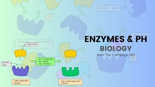 Enzymes amp PH For IGCSE Biology With Proper Explanation thecambrigegirl [upl. by Adnamar]