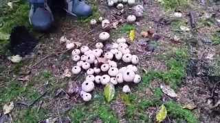 Stepping on Puffball Mushrooms  Natures Little Smoke Bombs  1080HD [upl. by Nilyam]