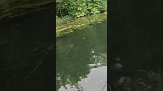 Gar chases frog out of grass mat guntersville frogfishing kayakfishing [upl. by Taylor]