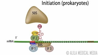 Animation of Protein Synthesis Translation in Prokaryotes [upl. by Ann-Marie]