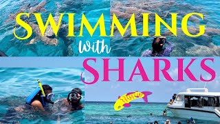 Swimming with SharksTried it yet 🦈 scubadiving snorkeling adventure viralvideo travelwithavan [upl. by Eupheemia829]