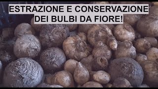 Come ESTRARRE E CONSERVARE I BULBI DA FIORE Ecco una guida completa  WampA Gardens orto e giardino [upl. by Sirraf]