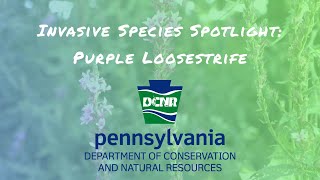 Invasive Species Spotlight Purple Loosestrife [upl. by Assetal]