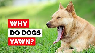 Why Do Dogs Yawn No Its Not What You Think [upl. by Macintosh]