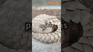 Meet Pangolinprimatology worldanimalday rareanimals short mammals funnycreatures pangolin [upl. by Enimrac]