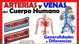 🥇 Arterias vs Venas GENERALIDADES y DIFERENCIAS [upl. by Hacceber]