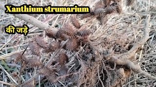 Xanthium strumarium ROOT SYSTEM tajagroproducts1312 [upl. by Htebesile]