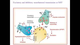 Neurohumoral transmission [upl. by Anilemrac]