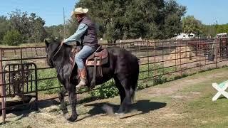 Jezabelle 11 yr old 15 hand Friesianmorgan mare riding and driving [upl. by Esinyt]